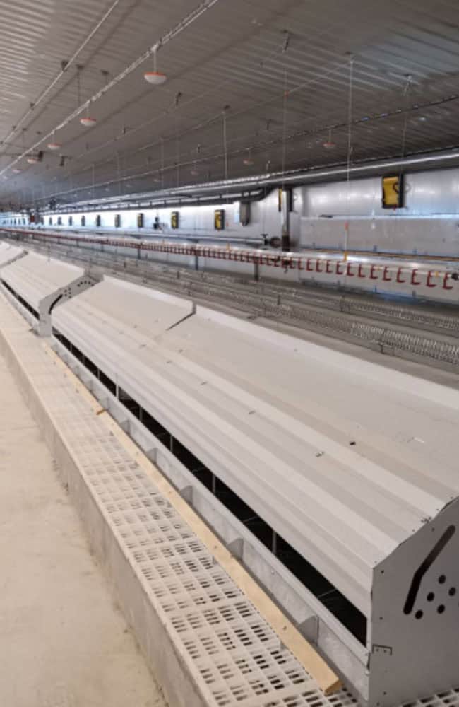 Automatic roll-out nest box system for layer hens with egg collection belt in modern poultry houses