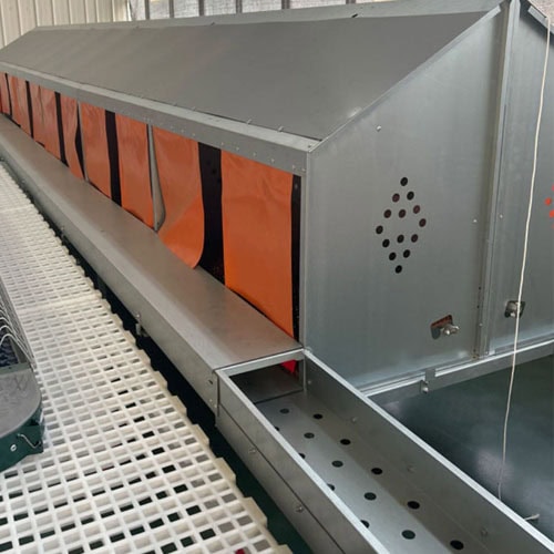 Automatic nest boxes with large cells in layer farm