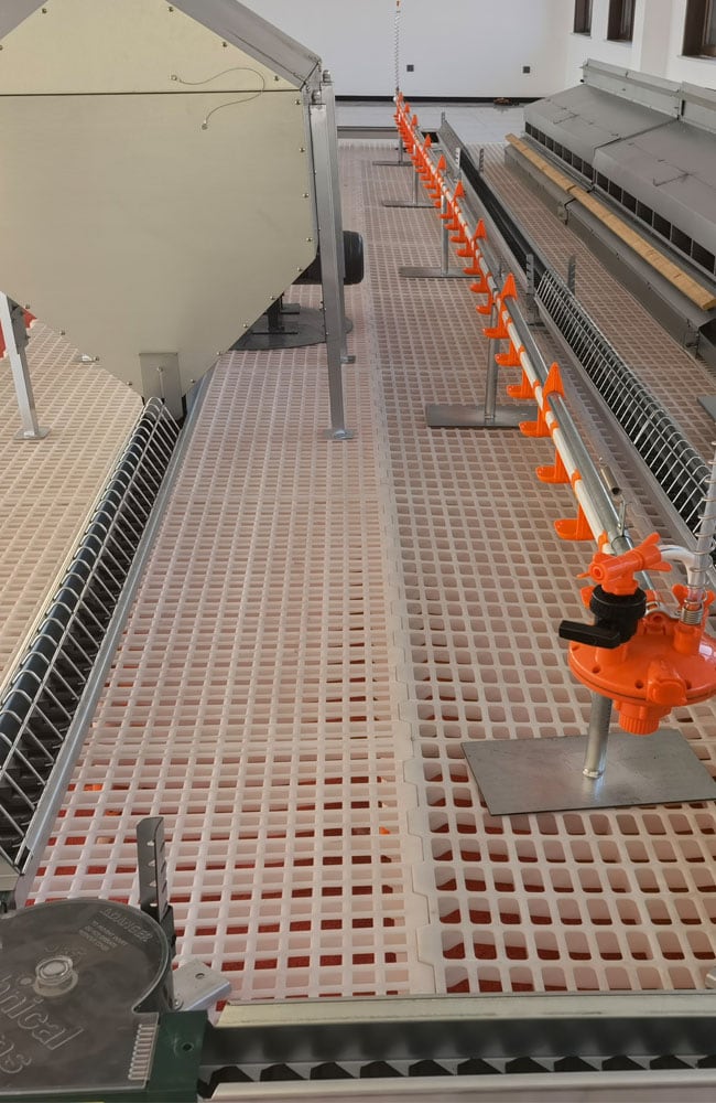 poultry farming Equipment Breeder Ground System chain feeding and nipple drinking system