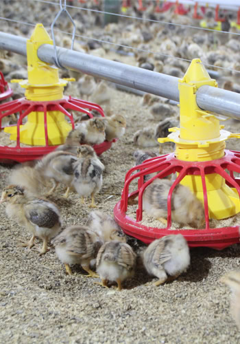 2026 Broiler Floor Litter Rearing System Overview