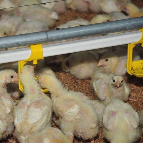 Layer Nipple Drinker Automatic Water Line in Layer House