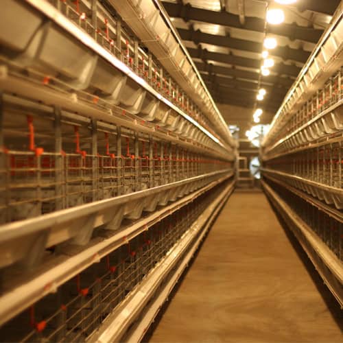H-Type Battery Cages installed in a large commercial layer farm 2026