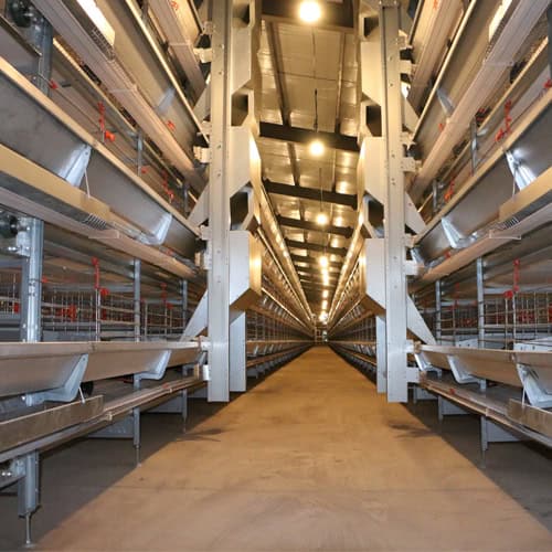 H-Type Battery Cages for Layer Hens in commercial farm