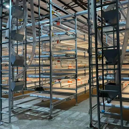 broiler cage system with automatic feeding and drinking for commercial poultry farms