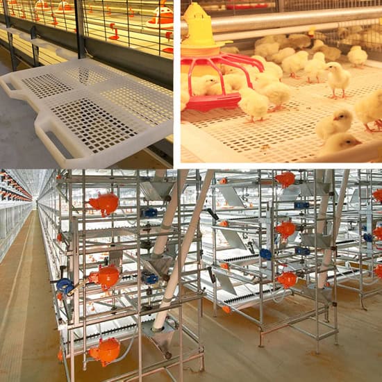 2026 Automated Broiler Cage System for Risk Mitigation