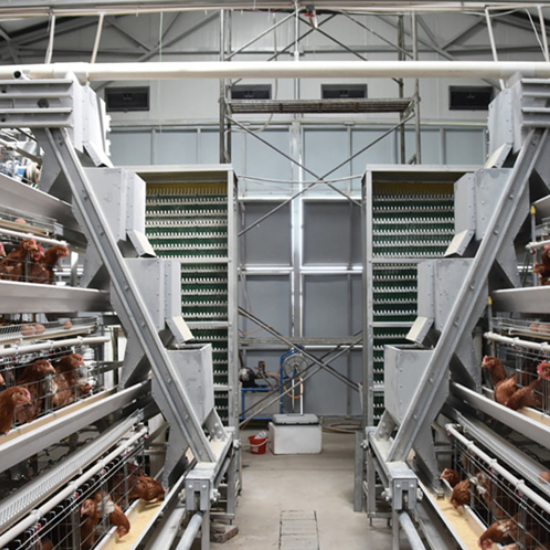 2026 layer hen equipment budget comparison chart for low mid and high budget farms