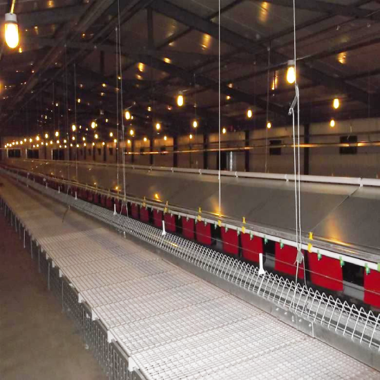 2026 Chinese poultry equipment manufacturers comparison for Nigeria
