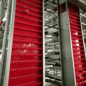 automatic egg collection system in modern layer farm