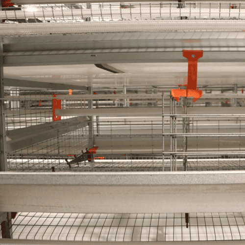 automatic poultry drinking system in modern layer farm
