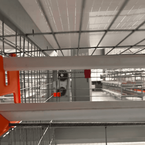 poultry nipple drinking system in modern chicken farm
