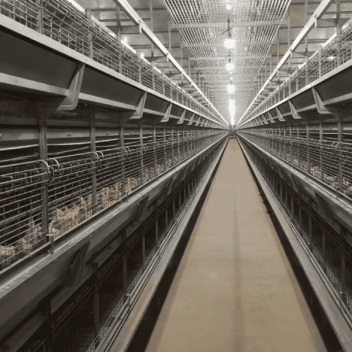 2026 Brooder Cage System for Commercial Pullet Rearing