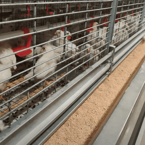 2026 Poultry Equipment Technical Support in Action - Real Farm Operation